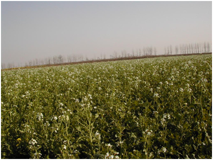 GA黄金甲(中国)最新官方网站