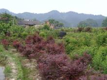 GA黄金甲(中国)最新官方网站